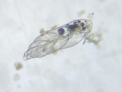 Bolivina pacifica