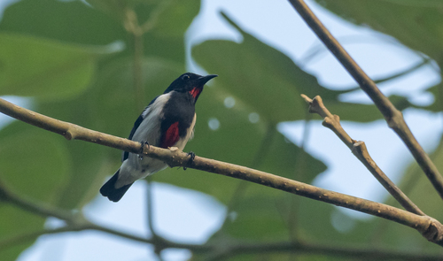 Scarlet-collared Flowerpecker (Dicaeum retrocinctum), photo 3