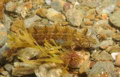 Clinitrachus argentatus