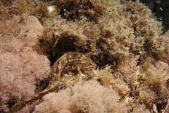 Clinitrachus argentatus