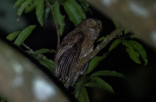 Mindoro Boobook (Ninox mindorensis), photo 9
