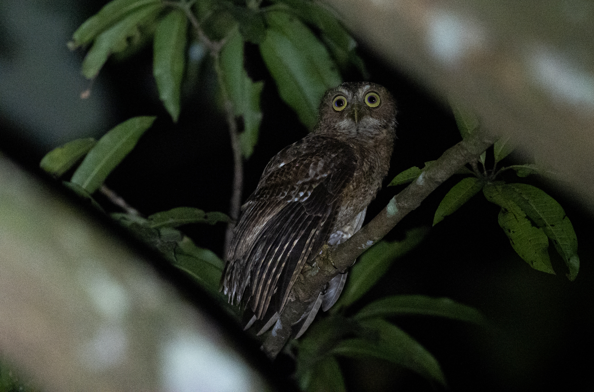 Mindoro Boobook (Ninox mindorensis), photo 3