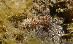 Clinitrachus argentatus