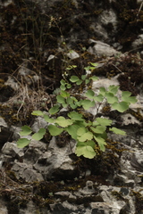 Thalictrum triternatum