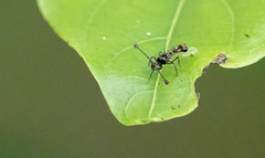 Teleopsis nitidiscutum