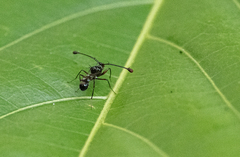 Teleopsis nitidiscutum