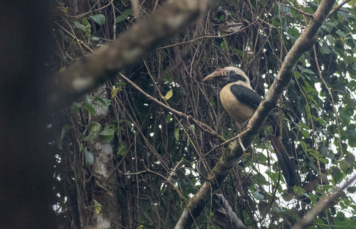 Mindoro Hornbill (Penelopides mindorensis)