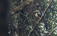 Penelopides mindorensis