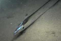 Lepidopus caudatus
