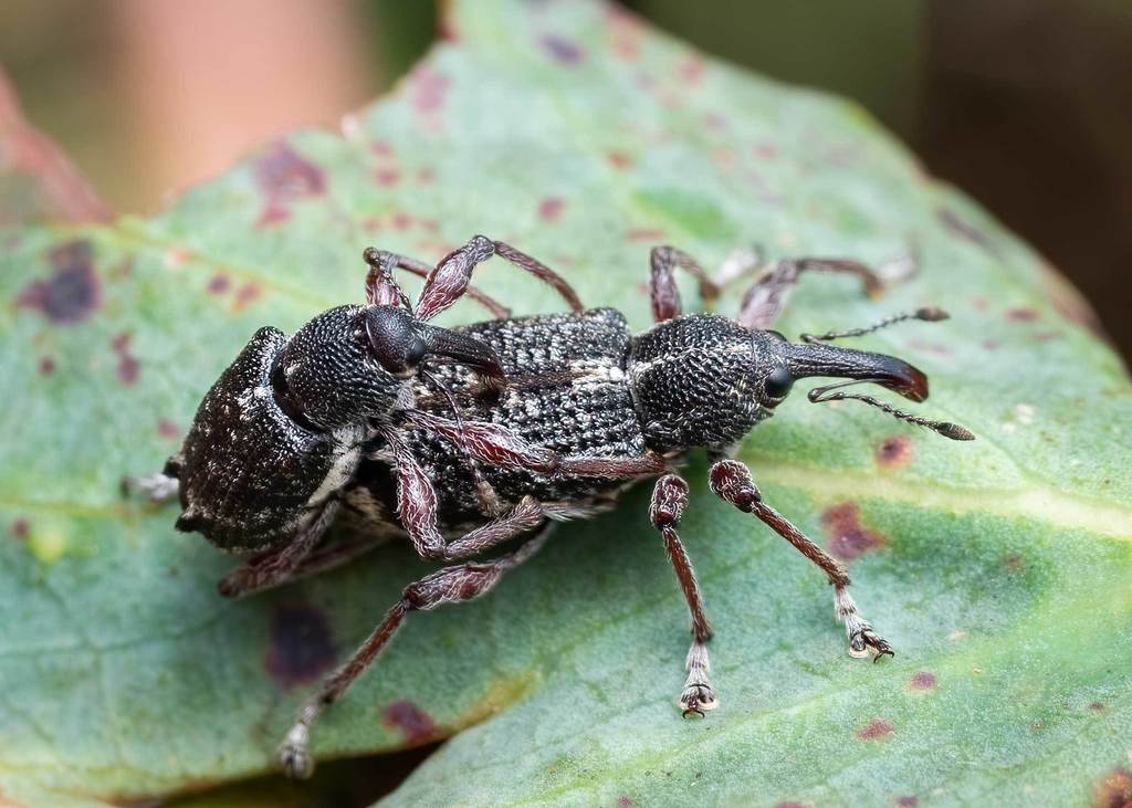 Aoplocnemis loweri