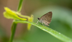 Aeromachus plumbeola