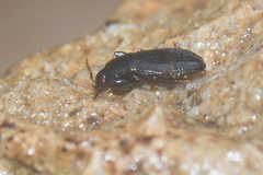 Plinthisus longicollis
