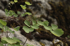 Thalictrum triternatum