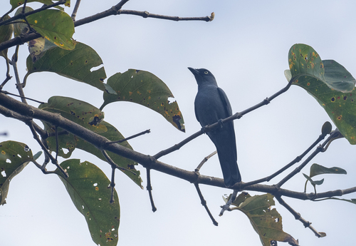 Mindoro Cuckooshrike (Coracina mindorensis), photo 6