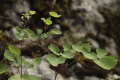 Thalictrum triternatum