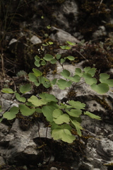 Thalictrum triternatum