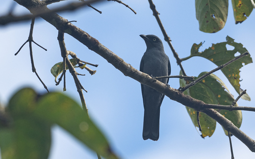 Mindoro Cuckooshrike (Coracina mindorensis), photo 1