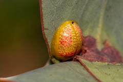 Paropsisterna fastidiosa