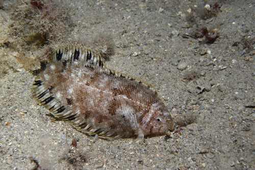 Whiskered sole (Monochirus hispidus) — Soleidae