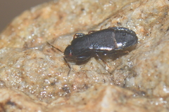 Plinthisus longicollis
