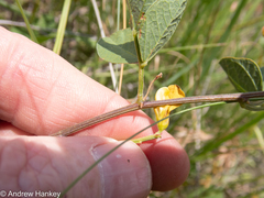Rhynchosia adenodes