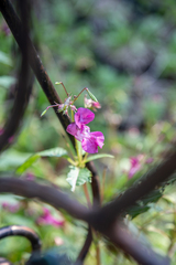 Impatiens glandulifera