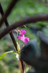Impatiens glandulifera