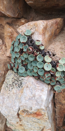 Conophytum crateriforme