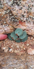 Conophytum crateriforme
