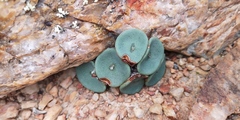 Conophytum crateriforme