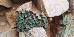 Conophytum crateriforme