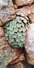 Conophytum crateriforme