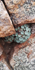 Conophytum crateriforme