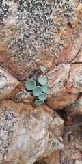 Conophytum crateriforme