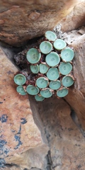 Conophytum crateriforme