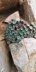 Conophytum crateriforme