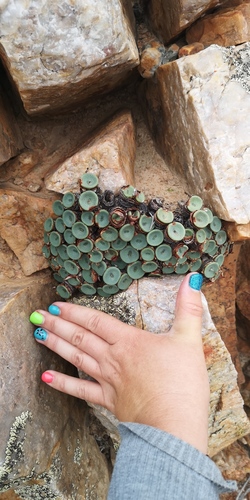 Conophytum crateriforme