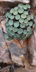 Conophytum crateriforme
