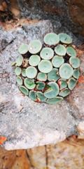 Conophytum crateriforme