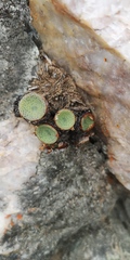 Conophytum crateriforme