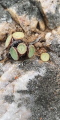 Conophytum crateriforme