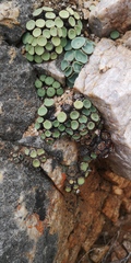 Conophytum crateriforme