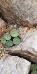 Conophytum crateriforme