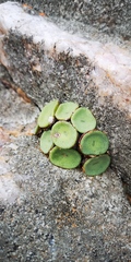 Conophytum crateriforme