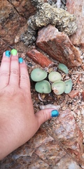Conophytum crateriforme