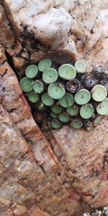 Conophytum crateriforme