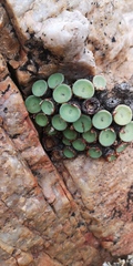 Conophytum crateriforme