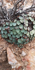 Conophytum crateriforme