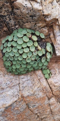 Conophytum crateriforme