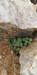 Conophytum crateriforme